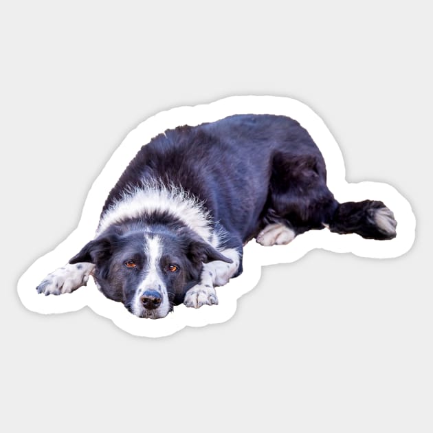 Border Collie Lying Down Playing Fetch Sticker by Amy-K-Mitchell